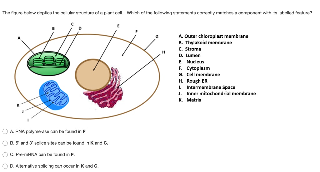 SOLVED: The figure below depicts the cellular structure of a plant cell ...