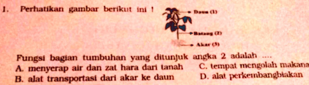 Solved Fungsi Bagian Tumbuhan Yang Ditunjukkan Angka 2 Adalah A