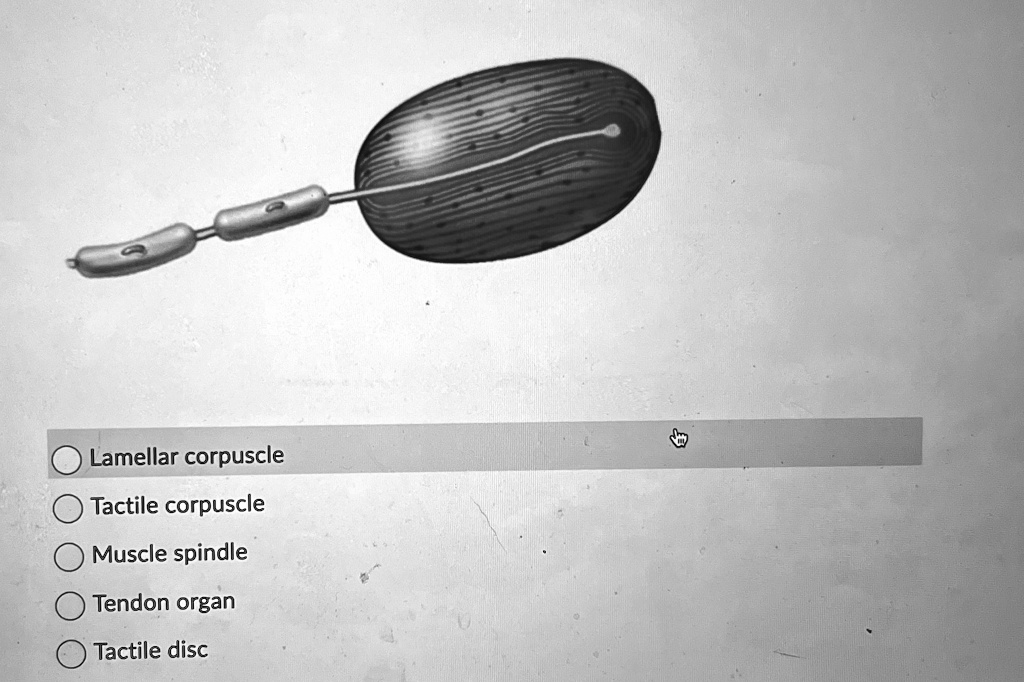 Lamellar corpuscle Tactile corpuscle Muscle spindle Tendon organ ...