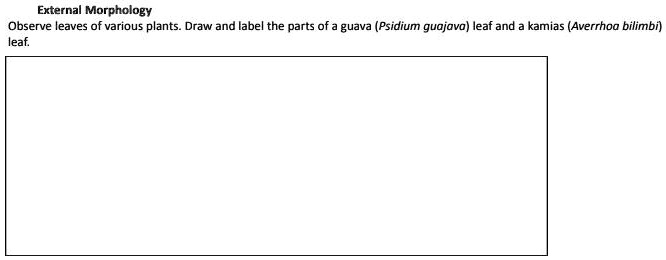 SOLVED: External Morphology Observe leaves of various plants. Draw and ...