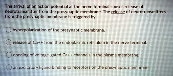 SOLVED: The arrival of an action potential at the nerve terminal causes ...