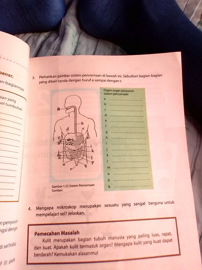 SOLVED: Perhatikan Gambar Sistem Pencernaan Di Bawah Ini. Sebutkan ...