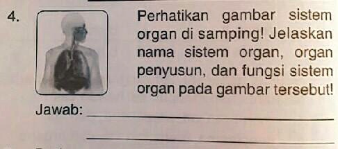 SOLVED: Perhatikan Gambar Sistem Organ Di Samping! Jelaskan Nama Sistem ...