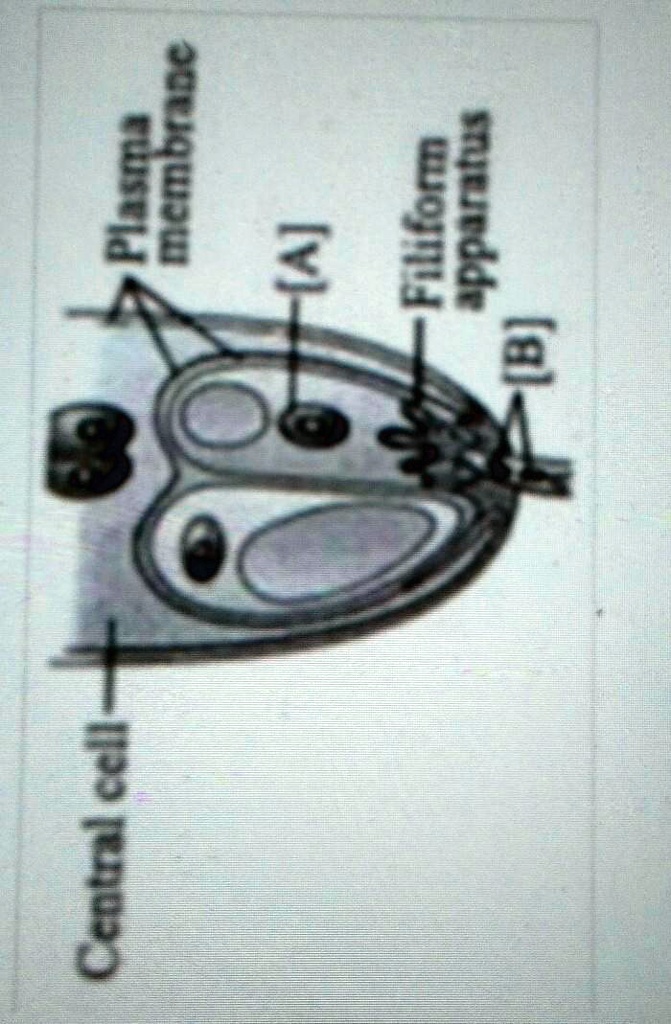 SOLVED The diagram represents an enlarged view of an egg apparatus