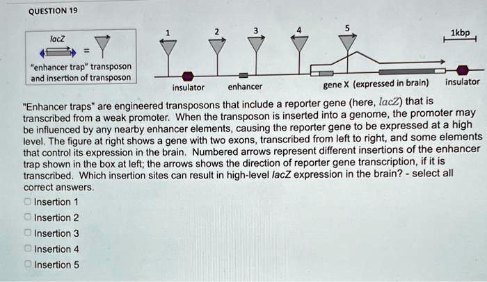 SOLVED: QUESTION 19 1kbp lacz 