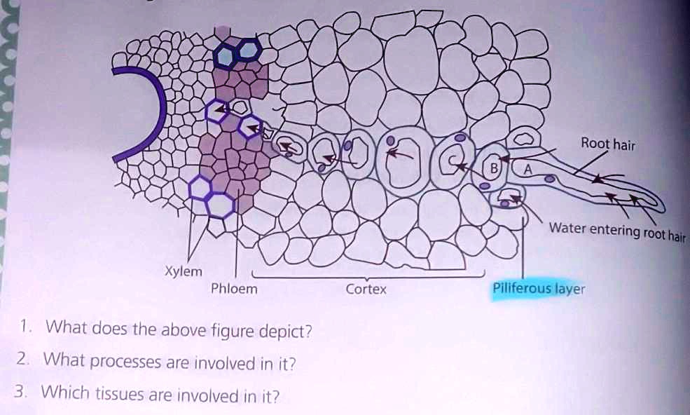 1. What does the above figure depict? 2. What processes are involved in ...