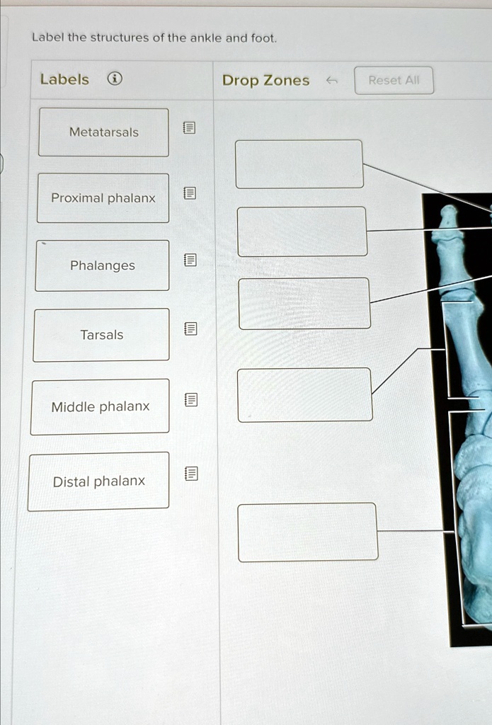 Label the structures of the ankle and foot. Labels Metatarsals Proximal ...