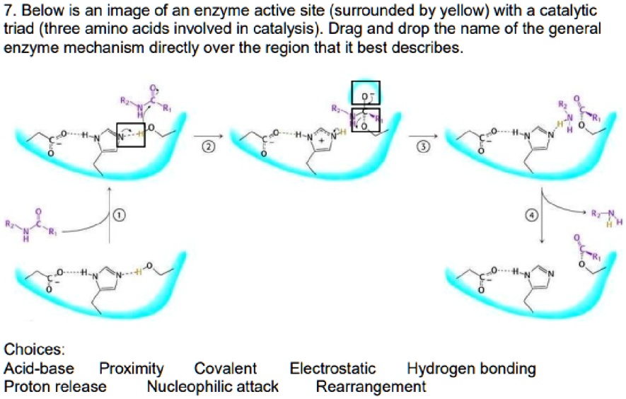 SOLVED7_ Below is an image of an enzyme active site (surrounded by