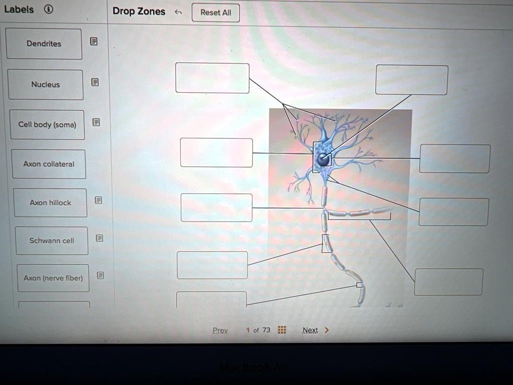 Label the structures of a motor (multipolar) neuron Labels Drop Zones ...
