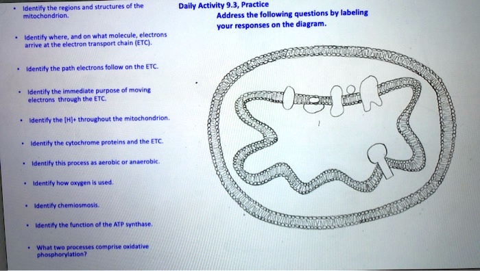 Identify the regions and structures of the
mitochondrion.
Daily Activity 9.3, Practice
Address the following questions by labeling
your responses on the diagram.
Identify where, and on what molecule, electrons
arrive at the electron transport chain (ETC).
Identify the path electrons follow on the ETC.
Identify the immediate purpose of moving
electrons through the ETC.
Identify the [H]+ throughout the mitochondrion.
Identify the cytochrome proteins and the ETC.
Identify this process as aerobic or anaerobic.
Identify how oxygen is used.
Identify chemiosmosis.
Identify the function of the ATP synthase.
What two processes comprise oxidative
phosphorylation?