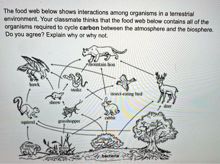 terrestrial food web diagram