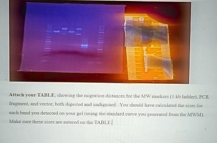 Attach your TABLE, showing the migration distances for the MW markers ...