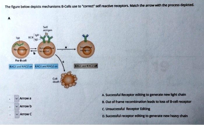 SOLVED: The Figure Below Depicts Mechanisms B-Cells Use To Correct ...