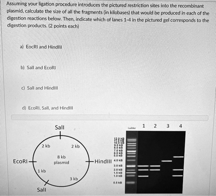 SOLVED Assuming your ligation procedure introduces the pictured