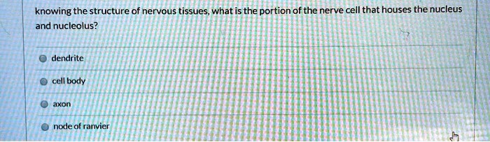 knowing the structure of nervous tissues, what is the portion of the nerve cell that houses the nucleus and nucleolus?
dendrite
cell body
axon
node of ranvier