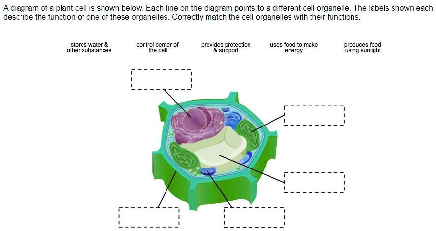 Solved: 'a Diagram Of A Plant Cell Is Shown Below. Each Line On The 