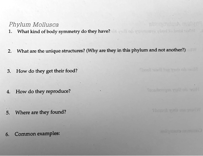 SOLVED Phylum Mollusca What kind of body symmetry do they have? What
