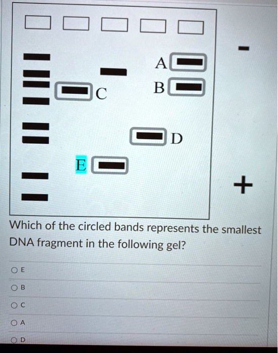 SOLVED Which of the circled bands represents the smallest DNA