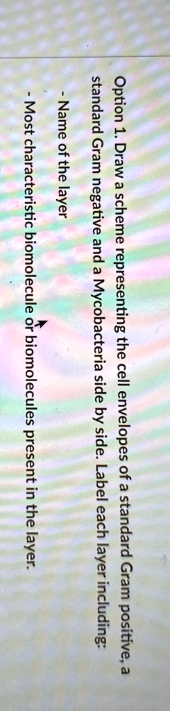 Option 1. Draw a scheme representing the cell envelopes of a standard Gram positive, a
standard Gram negative and a Mycobacteria side by side. Label each layer including:
- Name of the layer
- Most characteristic biomolecule or biomolecules present in the layer.
