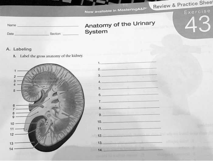 SOLVED: Text: Review Practice Sheet Now available in MasteringA P ...