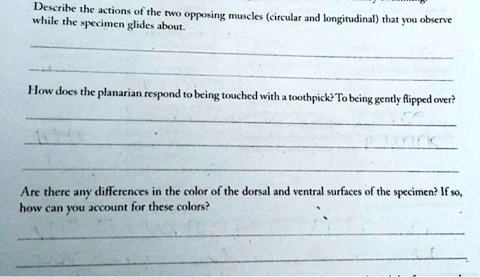 Describe the actions of the two opposing muscles (circular and longitudinal) that you observe while the specimen glides about.

How does the planarian respond to being touched with a toothpick? To being gently flipped over?

Are there any differences in the color of the dorsal and ventral surfaces of the specimen? If so, how can you account for these colors?