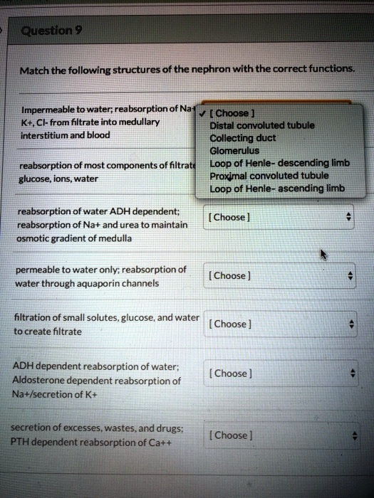 Match the following structures of the nephron with the correct functions.
Impermeable to water; reabsorption of Na+, K+, Cl- from filtrate into medullary interstitium and blood
Options:
Distal convoluted tubule
Collecting duct
Glomerulus
Loop of Henle- descending limb
Proximal convoluted tubule
Loop of Henle- ascending limb
reabsorption of most components of filtrate glucose, ions, water
reabsorption of water ADH dependent; reabsorption of Na+ and urea to maintain osmotic gradient of medulla
permeable to water only; reabsorption of water through aquaporin channels
filtration of small solutes, glucose, and water to create filtrate
ADH dependent reabsorption of water; Aldosterone dependent reabsorption of Na+/secretion of K+
secretion of excesses, wastes, and drugs; PTH dependent reabsorption of Ca++