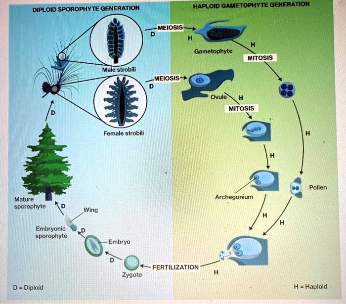 SOLVED Diploid SPOROPHYTE GENERATION Haploid GAMETOPHYTE GENERATION