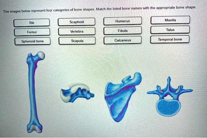 SOLVED: The images below represent four categories of bone shapes Match ...