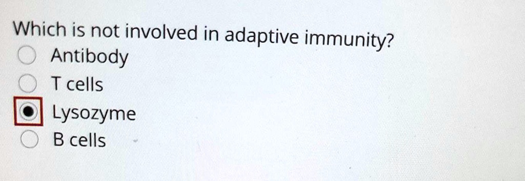 Which is not involved in adaptive immunity?
Antibody
T cells
Lysozyme
B cells