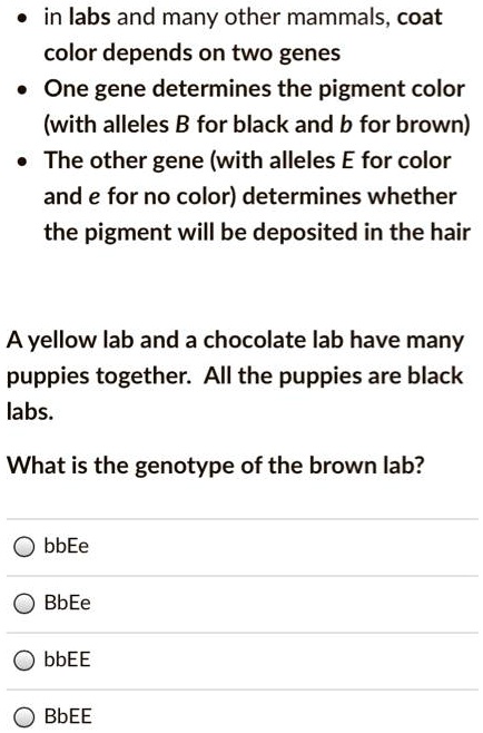• in labs and many other mammals, coat color depends on two genes
• One gene determines the pigment color (with alleles B for black and b for brown)
• The other gene (with alleles E for color and e for no color) determines whether the pigment will be deposited in the hair

A yellow lab and a chocolate lab have many puppies together. All the puppies are black labs.

What is the genotype of the brown lab?
bbEe
BbEe
bbEE
BbEE