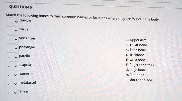 QUESTION 5
Match the following bones to their common names or locations where they are found in the body.
clavicle
carpel
vertebrae
phalanges
patella
scapula
humerus
metatarsel
femur
A. upper arm
B. collar bone
C. knee bone
D. backbone
E. wrist bone
F. fingers and toes
G. thigh bone
H. foot bone
I. shoulder blade