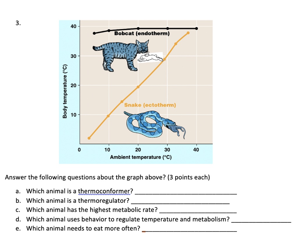 SOLVED: 3 40 Bobcat (endotherm) 30 2 temperature 20 Body 10 Snake  (ectotherm) 10 20 30 Ambient temperature (PC) 40 Answer the following  questions about the graph above? (3 points each) Which