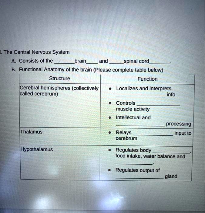 SOLVED The Central Nervous System consists of the brain and spinal