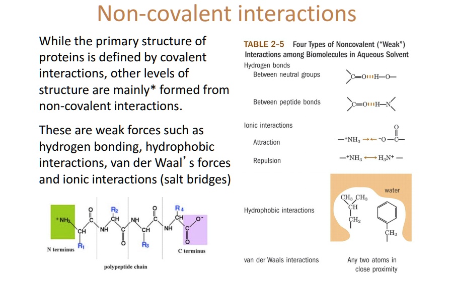 solved-non-covalent-interactions-while-the-primary-structure-of-table-2