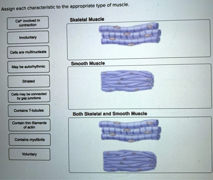 Assign each characteristic to the appropriate type of muscle.

Ca²? involved in contraction
Involuntary
Cells are multinucleate
May be autorhythmic
Striated
Cells may be connected by gap junctions
Contains T-tubules
Contain thin filaments of actin
Contains myofibrils
Voluntary

Skeletal Muscle
Smooth Muscle
Both Skeletal and Smooth Muscle