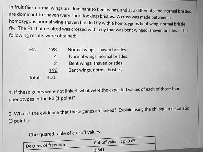 In fruit flies normal wings are dominant to bent wings, and at a different gene, normal bristles are dominant to shaven (very short looking) bristles. A cross was made between a homozygous normal wing shaven bristled fly with a homozygous bent wing, normal bristle fly. The F1 that resulted was crossed with a fly that was bent winged, shaven bristles. The following results were obtained:

F2: 198 Normal wings, shaven bristles
4 Normal wings, normal bristles
2 Bent wings, shaven bristles
196 Bent wings, normal bristles
Total: 400

1. If these genes were not linked, what were the expected values of each of those four phenotypes in the F2 (1 point)?

2. What is the evidence that these genes are linked? Explain using the chi-squared statistic (3 points).

Chi squared table of cut-off values
Degrees of freedom | Cut-off value at p=0.05
3.841