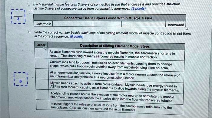 5. Each skeletal muscle features 3 layers of connective tissue that encloses it and provides structure.
List the 3 layers of connective tissue from outermost to innermost. (3 points)
Outermost
Connective Tissue Layers Found Within Muscle Tissue
Innermost
6. Write the correct number beside each step of the sliding filament model of muscle contraction to put them
in the correct sequence. (6 points)
Order,
Description of Sliding Filament Model Steps
As actin filaments slide inward along the myosin filaments, the sarcomere shortens in
length. The shortening of many sarcomeres results in muscle contraction.
Calcium ions bind to troponin molecules on actin filaments, causing them to change
shape, which pulls tropomyosin proteins away from myosin-binding sites on actin.
At a neuromuscular junction, a nerve impulse from a motor neuron causes the release of
eurotransmitter acetylcholine at a neuromuscular junction.
Myosin heads attach to actin to form cross-bridges. Myosin heads use energy found in
ATP to rock forward, causing actin filaments to slide inwards along the myosin filaments.
Acetylcholine passes across the synapse of the motor neuron to stimulate the muscle
fiber membrane, which passes the impulse deep into the fiber via transverse tubules.
Impulse triggers the release of calcium ions from the sarcoplasmic reticulum into the
sarcoplasm. Calcium ions now surround the actin filaments.