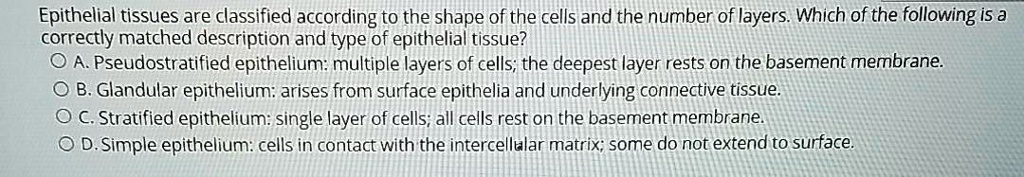 SOLVED: Epithelial tissues are classified according to the shape of the ...