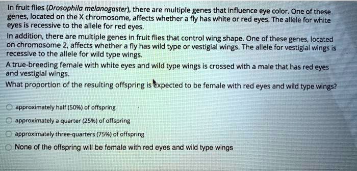 In fruit flies (Drosophila melanogaster), there are multiple genes that influence eye color. One of these genes, located on the X chromosome, affects whether a fly has white or red eyes. The allele for white eyes is recessive to the allele for red eyes.
In addition, there are multiple genes in fruit flies that control wing shape. One of these genes, located on chromosome 2, affects whether a fly has wild type or vestigial wings. The allele for vestigial wings is recessive to the allele for wild type wings.
A true-breeding female with white eyes and wild type wings is crossed with a male that has red eyes and vestigial wings.
What proportion of the resulting offspring is expected to be female with red eyes and wild type wings?
approximately half (50%) of offspring
approximately a quarter (25%) of offspring
approximately three-quarters (75%) of offspring
None of the offspring will be female with red eyes and wild type wings
