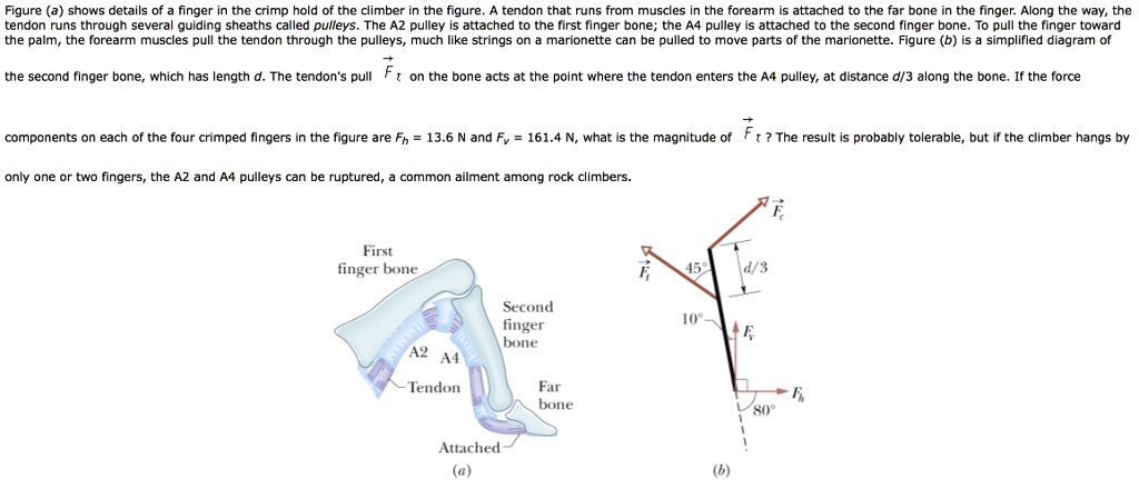 Figure (a) shows details of a finger in the crimp hold of the climber in the figure. A tendon that runs from muscles in the forearm is attached to the far bone in the finger. Along the way, the tendon runs through several guiding sheaths called pulleys. The A2 pulley is attached to the first finger bone; the A4 pulley is attached to the second finger bone. To pull the finger toward the palm, the forearm muscles pull the tendon through the pulleys, much like strings on a marionette can be pulled to move parts of the marionette. Figure (b) is a simplified diagram of the second finger bone, which has length d. The tendon's pull vecFt on the bone acts at the point where the tendon enters the A4 pulley, at distance d/3 along the bone. If the force components on each of the four crimped fingers in the figure are Fh = 13.6 	ext N and Fv = 161.4 	ext N, what is the magnitude of vecFt? The result is probably tolerable, but if the climber hangs by only one or two fingers, the A2 and A4 pulleys can be ruptured, a common ailment among rock climbers.