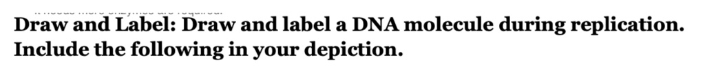 Draw and Label: Draw and label a DNA molecule during replication.
Include the following in your depiction.