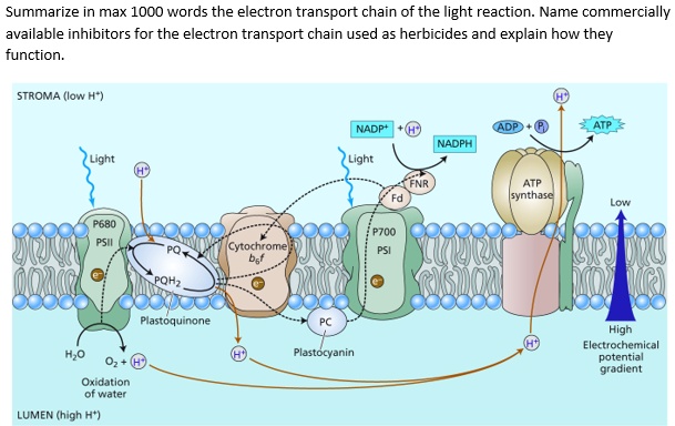 SOLVED:Summarize in max OOO words the electron transport chain of the ...