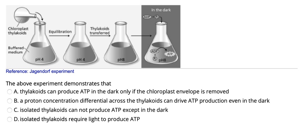 jagendorf experiment ppt