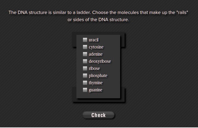What Molecules Make Up The Sides Of The Dna Ladder - Mugeek Vidalondon