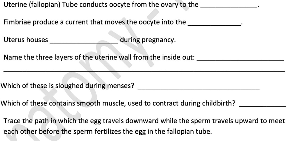 Uterine (fallopian) Tube conducts oocyte from the ovary to the .
Fimbriae produce a current that moves the oocyte into the .
Uterus houses  during pregnancy.
Name the three layers of the uterine wall from the inside out: 

Which of these is sloughed during menses? 
Which of these contains smooth muscle, used to contract during childbirth? 
Trace the path in which the egg travels downward while the sperm travels upward to meet each other before the sperm fertilizes the egg in the fallopian tube.