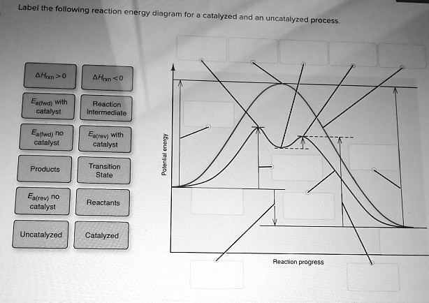 SOLVED: Label the following reaction energy diagram catalyzed ad an ...