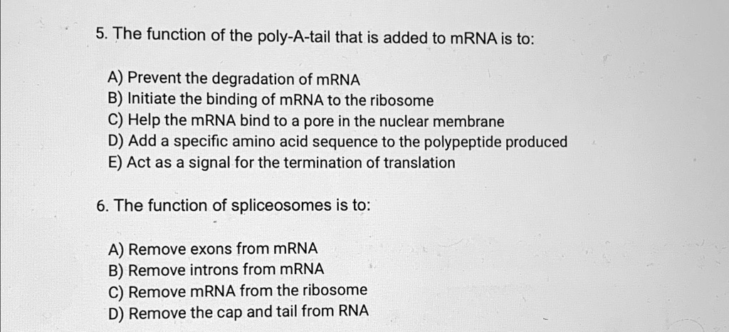 5. The function of the poly-A-tail that is added to mRNA is...