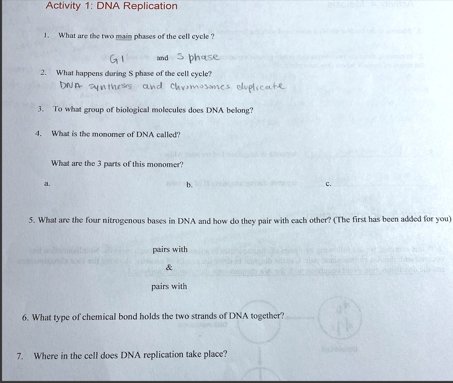 SOLVEDActivity 1 DNA Replication What are the two main phases of the
