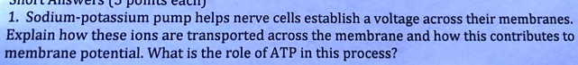 1. Sodium-potassium pump helps nerve cells establish a voltage across their membranes.
Explain how these ions are transported across the membrane and how this contributes to
membrane potential. What is the role of ATP in this process?