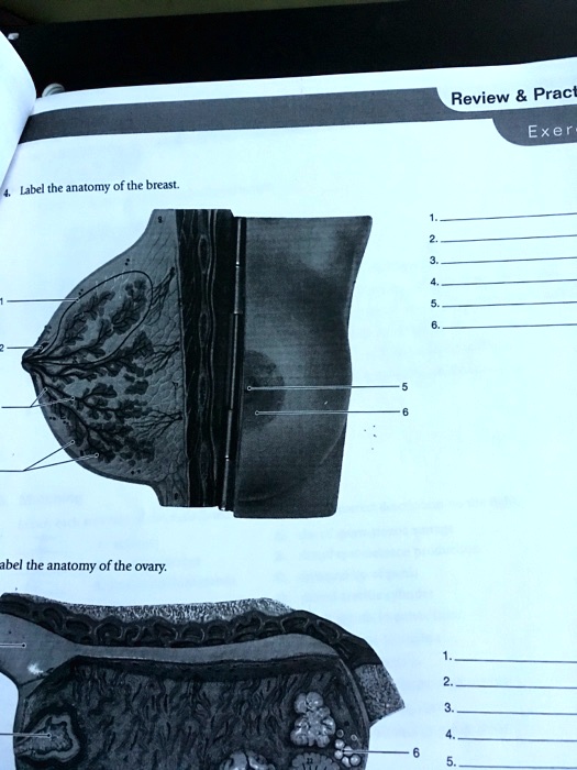 4. Label the anatomy of the breast.

1.
2.
3.
4.
5.
6.

Label the anatomy of the ovary.

1.
2.
3.
4.
5.
6.